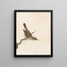 Wren of the reeds - William Lewin — framed artwork on a wall