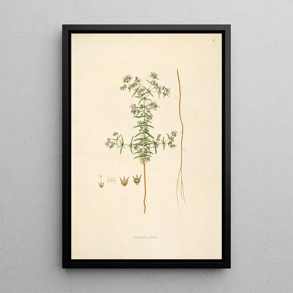 Plants of the Coromandel Coast Pl003 - William Roxburgh — framed artwork on a wall