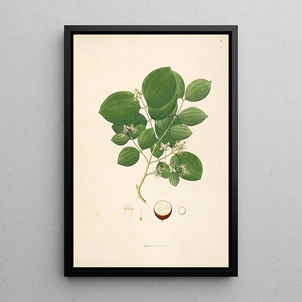 Plants of the Coromandel Coast Pl004 - William Roxburgh — framed artwork on a wall