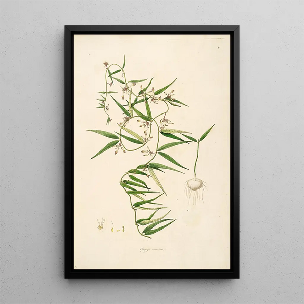 Planting of the Coromandel Coast Painting Pl008 - William Roxburgh — framed artwork on a wall