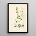 Plants of the Coromandel Coast Pl009 - William Roxburgh — framed artwork on a wall