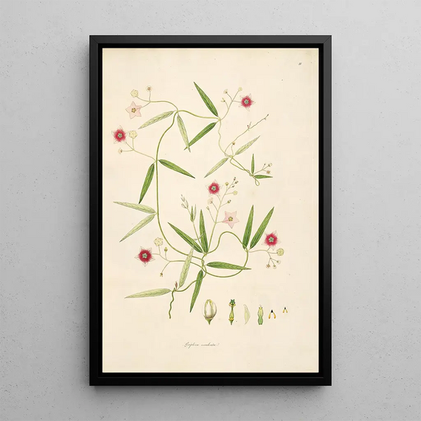 Plants of the Coromandel Coast Pl011 - William Roxburgh — framed artwork on a wall