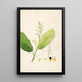 Plants of the Coromandel Coast Pl012 - William Roxburgh — framed artwork on a wall