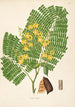 Plants of the Coromandel Coast Pl016 - William Roxburgh — artwork view