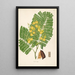 Plants of the Coromandel Coast Pl016 - William Roxburgh — framed artwork on a wall