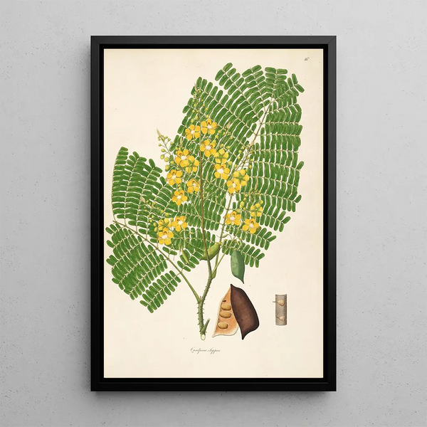 Plants of the Coromandel Coast Pl016 - William Roxburgh — framed artwork on a wall