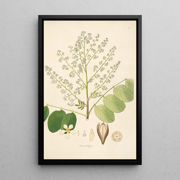 Plants of the Coromandel Coast Pl017 - William Roxburgh — framed artwork on a wall