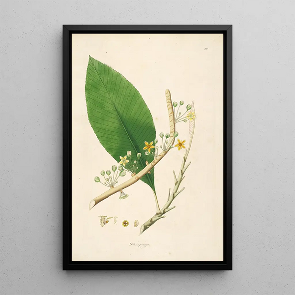 Plants of the Coromandel Coast Pl020 - William Roxburgh — framed artwork on a wall