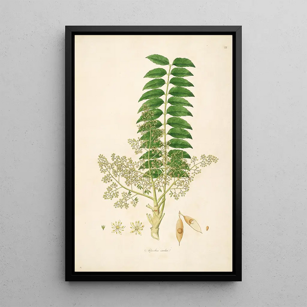 Plants of the Coromandel Coast Pl023 - William Roxburgh — framed artwork on a wall