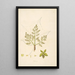 Plants of the Coromandel Coast Pl024 - William Roxburgh — framed artwork on a wall