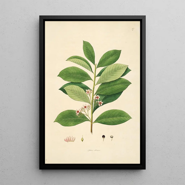 Planting of the Coromandel Coast Painting Pl027 - William Roxburgh — framed artwork on a wall