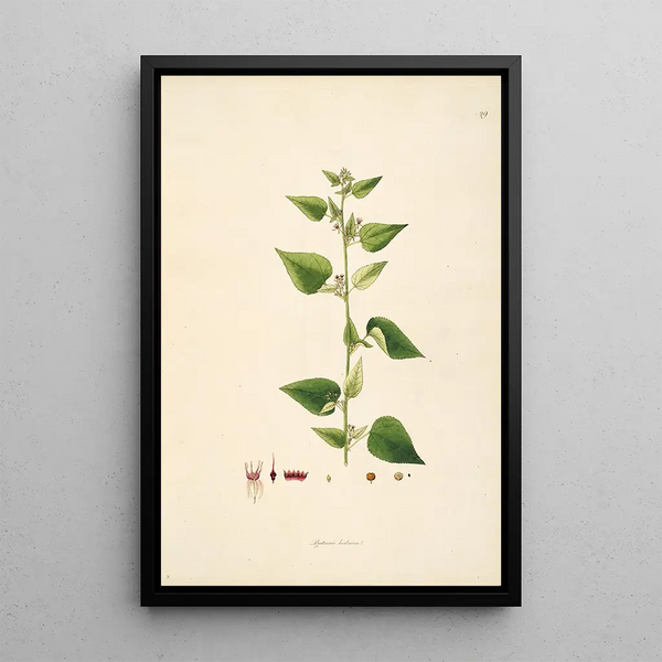 Plants of the Coromandel Coast Pl029 - William Roxburgh — framed artwork on a wall