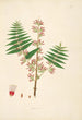 Plants of the Coromandel Coast Pl031 - William Roxburgh — artwork view