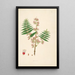 Plants of the Coromandel Coast Pl031 - William Roxburgh — framed artwork on a wall