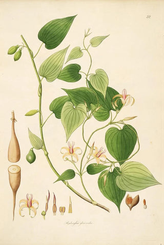 Plants of the Coromandel Coast Pl032 - William Roxburgh — artwork view