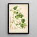 Plants of the Coromandel Coast Pl032 - William Roxburgh — framed artwork on a wall