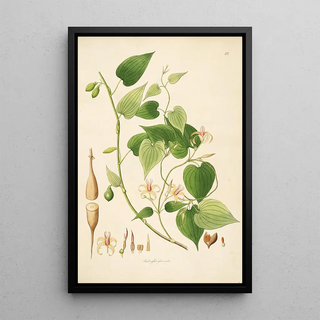 Plants of the Coromandel Coast Pl032 - William Roxburgh — framed artwork on a wall