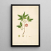 Plants of the Coromandel Coast Pl033 - William Roxburgh — framed artwork on a wall