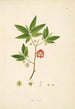 Plants of the Coromandel Coast Pl033 - William Roxburgh — artwork view