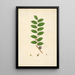 Plants of the Coromandel Coast Pl034 - William Roxburgh — framed artwork on a wall