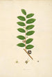 Plants of the Coromandel Coast Pl034 - William Roxburgh — artwork view