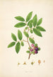 Plants of the Coromandel Coast Pl035 - William Roxburgh — artwork view