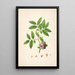 Plants of the Coromandel Coast Pl035 - William Roxburgh — framed artwork on a wall