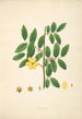 Plants of the Coromandel Coast Pl036 - William Roxburgh — artwork view