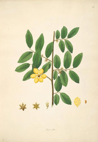Plants of the Coromandel Coast Pl036 - William Roxburgh — artwork view
