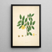 Plants of the Coromandel Coast Pl036 - William Roxburgh — framed artwork on a wall