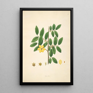 Plants of the Coromandel Coast Pl036 - William Roxburgh — framed artwork on a wall