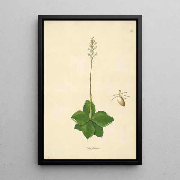 Plants of the Coromandel Coast Pl037 - William Roxburgh — framed artwork on a wall