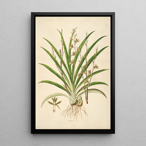 Plants of the Coromandel Coast Pl038 - William Roxburgh — framed artwork on a wall
