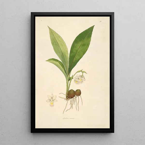 Plants of the Coromandel Coast Pl039 - William Roxburgh — framed artwork on a wall