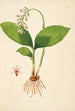 Plants of the Coromandel Coast Pl040 - William Roxburgh — artwork view