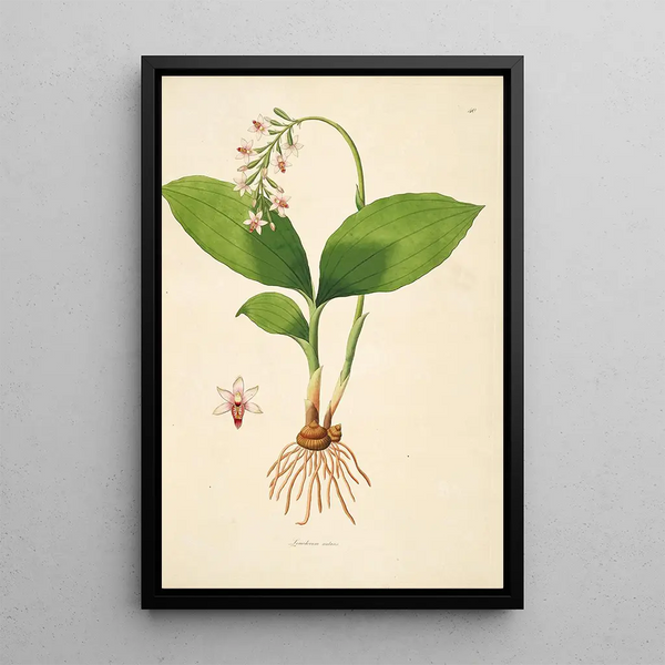 Plants of the Coromandel Coast Pl040 - William Roxburgh — framed artwork on a wall
