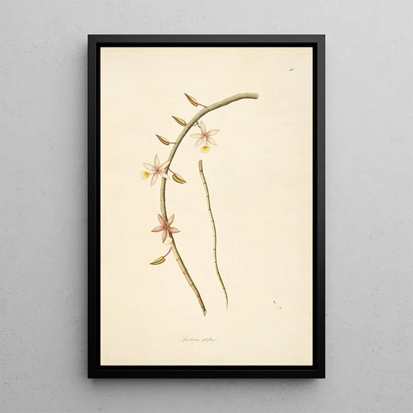 Plants of the Coromandel Coast Pl041 - William Roxburgh — framed artwork on a wall