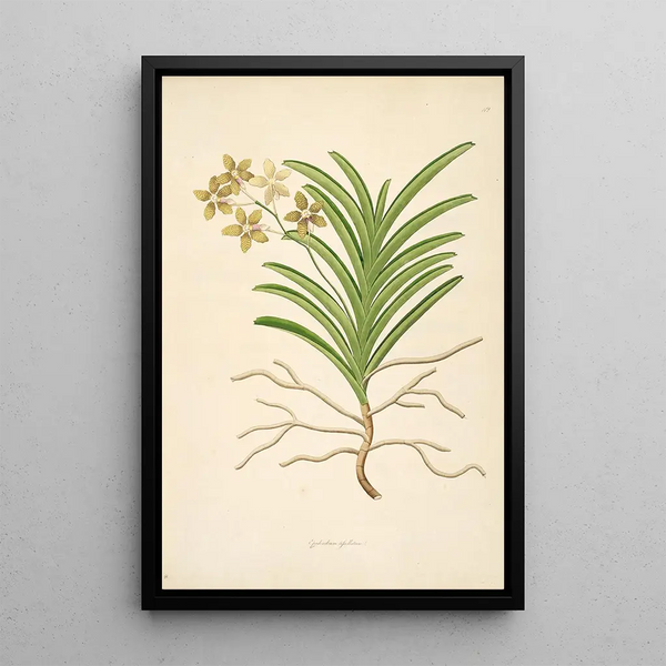 Plants of the Coromandel Coast Pl042 - William Roxburgh — framed artwork on a wall