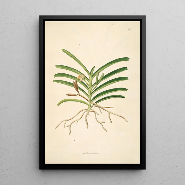 Plants of the Coromandel Coast Pl043 - William Roxburgh — framed artwork on a wall