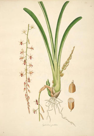 William Roxburgh - Plants of the coast of Coromandel Pl044.webp