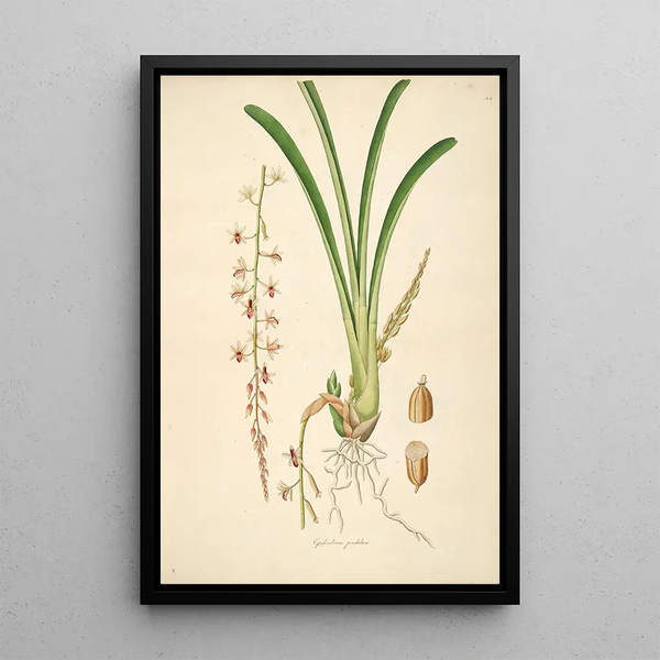 Plants of the Coromandel Coast Pl044 - William Roxburgh — framed artwork on a wall