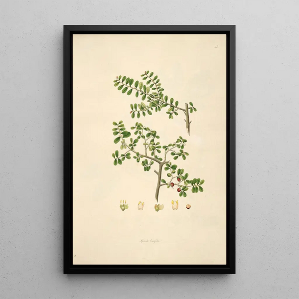 Plants of the Coromandel Coast Pl045 - William Roxburgh — framed artwork on a wall