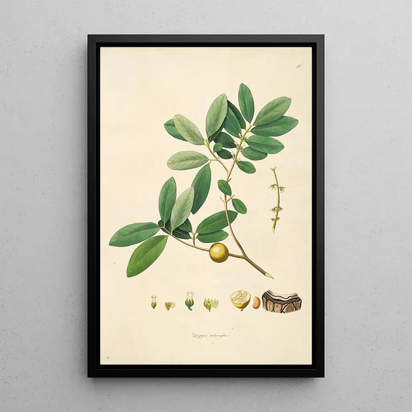 Plants of the Coromandel Coast Pl046 - William Roxburgh — framed artwork on a wall