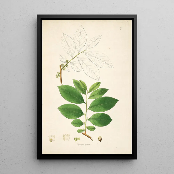 Plants of the Coromandel Coast Pl047 - William Roxburgh — framed artwork on a wall