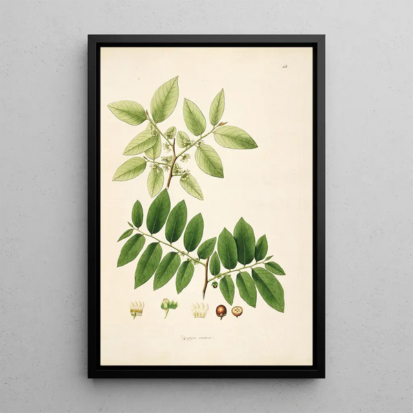 Plants of the Coromandel Coast Pl048 - William Roxburgh — framed artwork on a wall