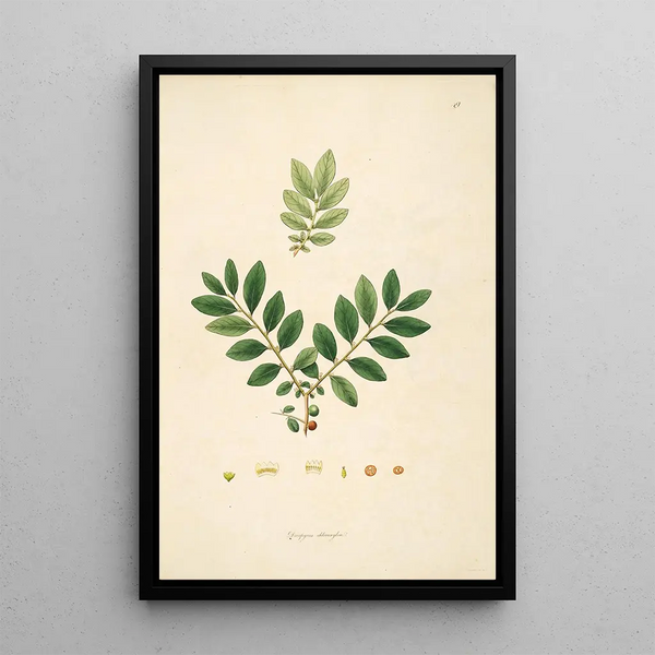 Plants of the Coromandel Coast Pl049 - William Roxburgh — framed artwork on a wall