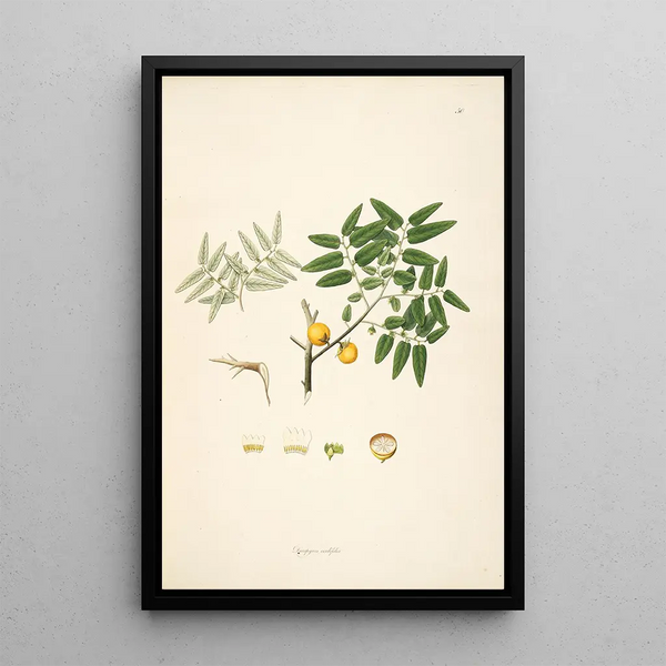 Plants of the Coromandel Coast Pl050 - William Roxburgh — framed artwork on a wall
