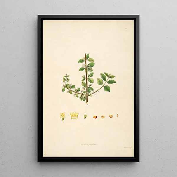 Plants of the Coromandel Coast Pl051 - William Roxburgh — framed artwork on a wall