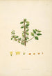 Plants of the Coromandel Coast Pl051 - William Roxburgh — artwork view