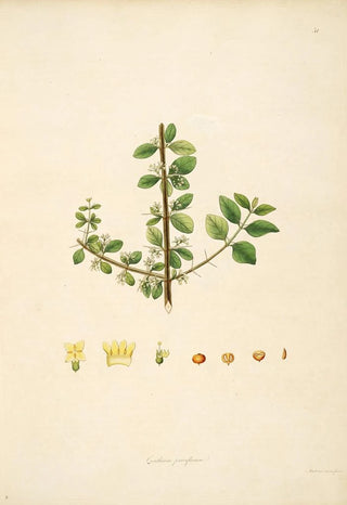 Plants of the Coromandel Coast Pl051 - William Roxburgh — artwork view